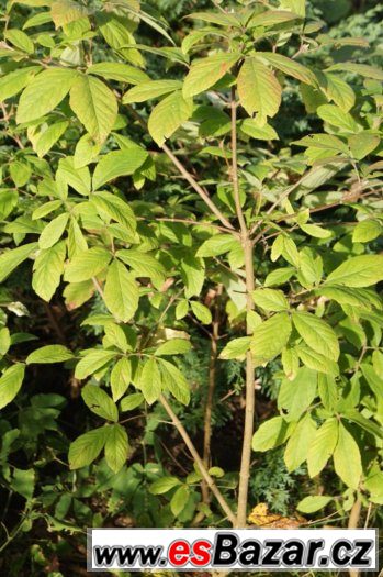 Magnolia obovata a další zajímavé rostliny