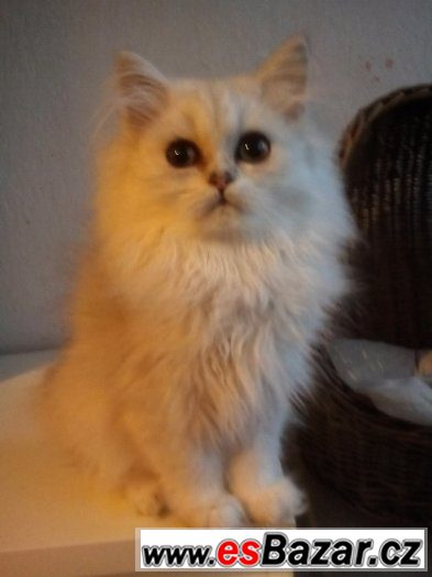 perská stříbřitá kočička