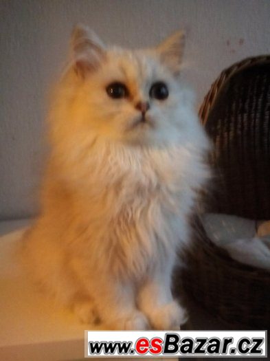 perská stříbřitá kočička