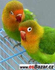 Prodam SAMICE agapornis fiseri