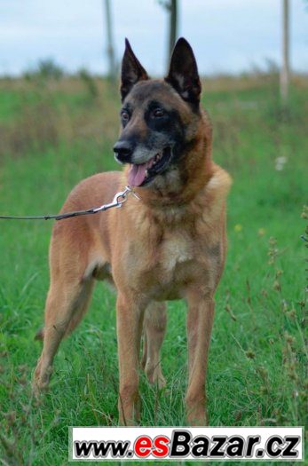 belgický ovčák malinois - nabídka ke krytí