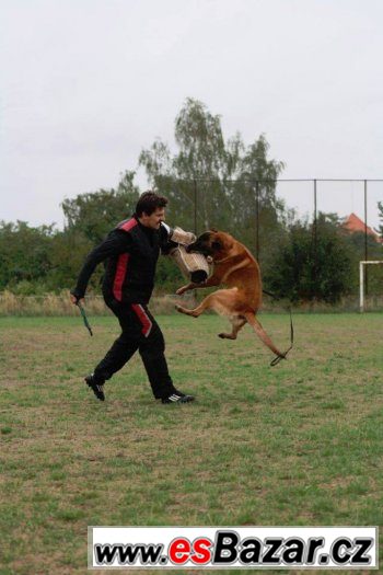 belgický ovčák malinois - nabídka ke krytí