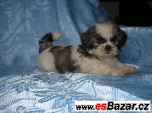 Shih-tzu