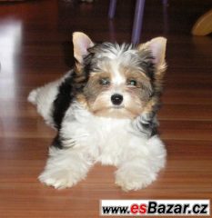 Biewer jorkšír terrier s PP