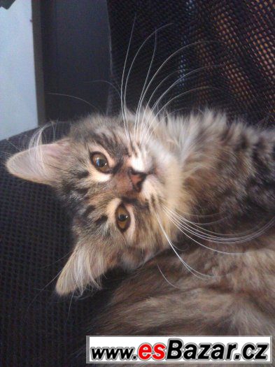 Krásná  sibiřská koťátka - kočička