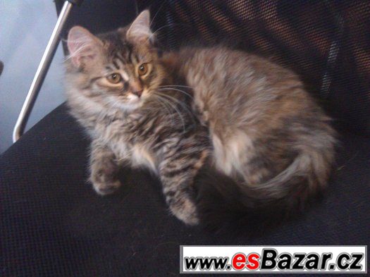Krásná  sibiřská koťátka - kočička