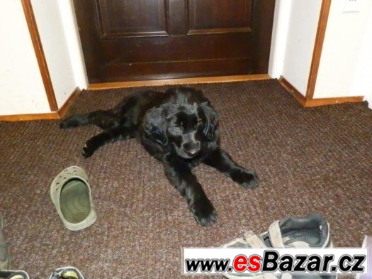 prodam-stene-flat-coated-retriever