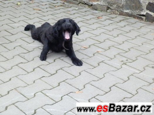 Prodám štěně Flat coated retriever