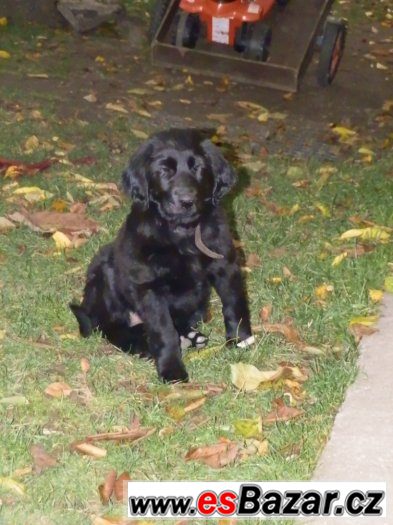 Prodám štěně Flat coated retriever