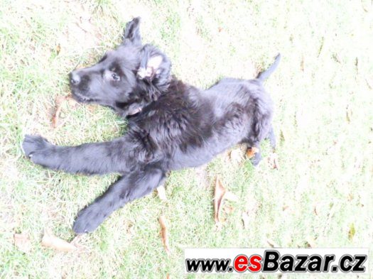 Prodám štěně Flat coated retriever