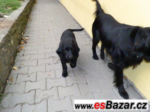 Prodám štěně Flat coated retriever