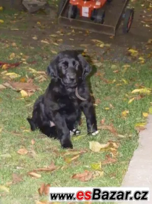 Prodám štěně Flat coated retriever