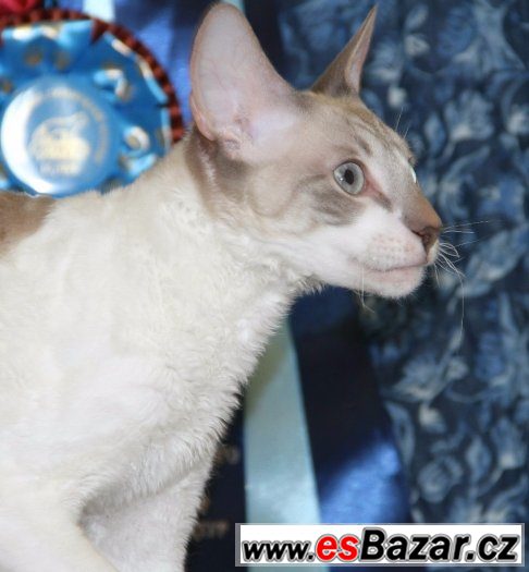 Cornish rex