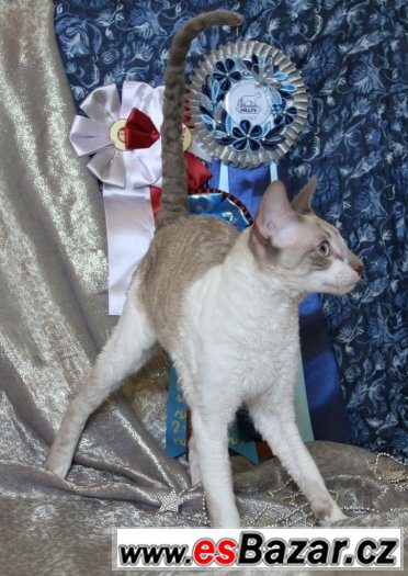 Cornish rex Cornish rex