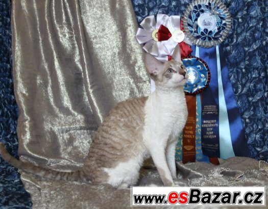 Cornish rex Cornish rex