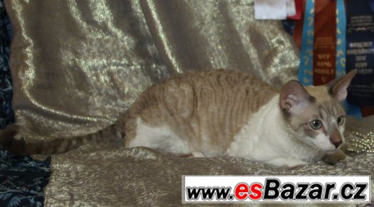 Cornish rex Cornish rex