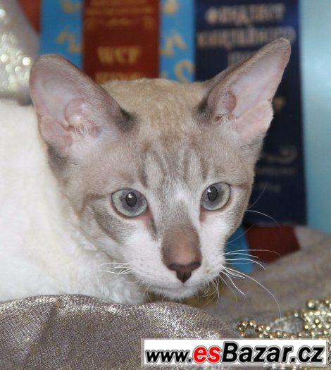 Cornish rex Cornish rex