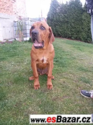 Prodám 6-ti  měsíčního pejska tosa inu s PP