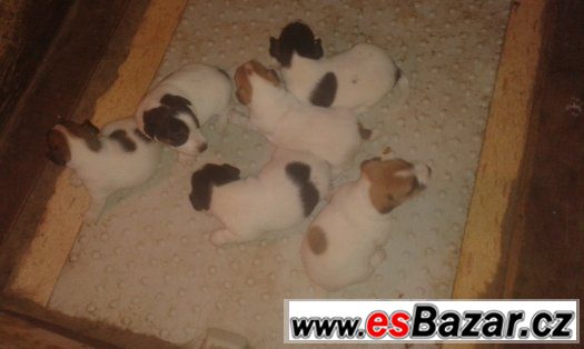 Prodám Jack Russell teriér