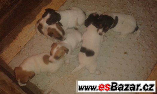 Prodám Jack Russell teriér