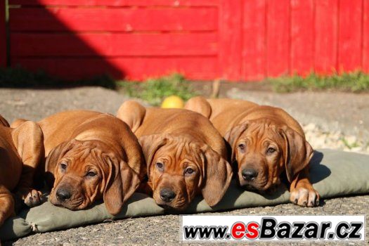 rhodesky-ridgeback-posledni-volna-stenatka