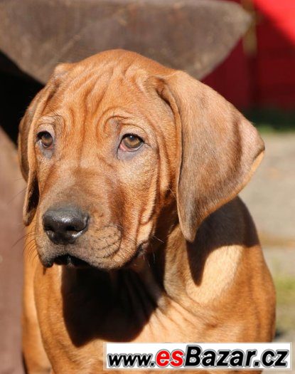 RHODESKÝ RIDGEBACK - poslední volná štěňátka