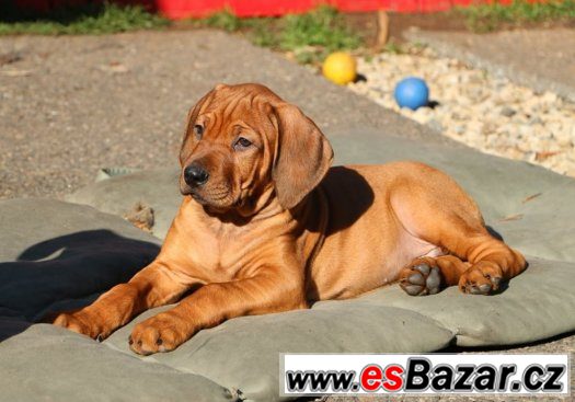 RHODESKÝ RIDGEBACK - poslední volná štěňátka