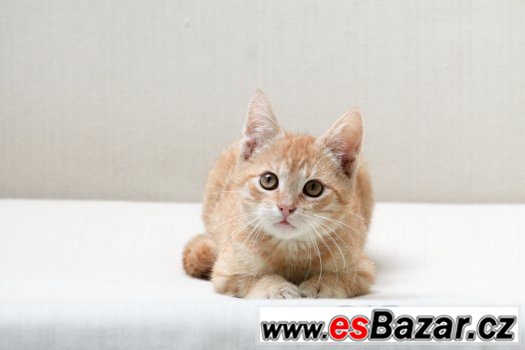 Úžasný, jemný, mazlivý, čistotný - to je zrzeček Vajlík Úžasný, jemný, mazlivý, čistotný - to je zrzeček Vajlík