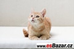 Úžasný, jemný, mazlivý, čistotný - to je zrzeček Vajlík