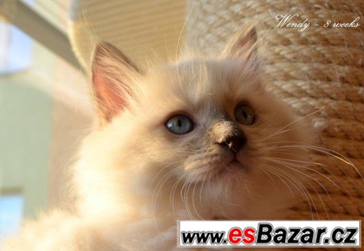 Ragdollí princeznička Wendy - blue mitted s PP