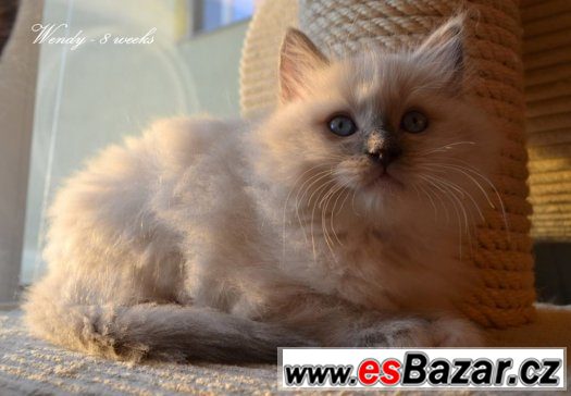 Ragdollí princeznička Wendy - blue mitted s PP