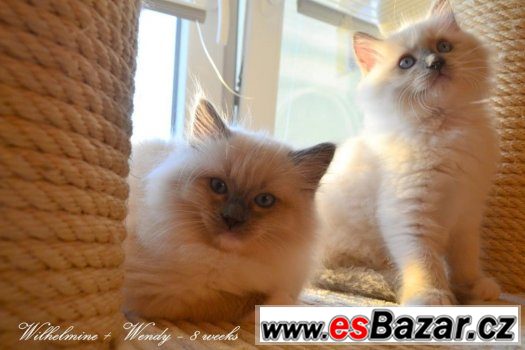 Ragdollí princeznička Wendy - blue mitted s PP