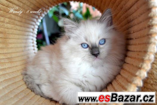 Ragdollí princeznička Wendy - blue mitted s PP