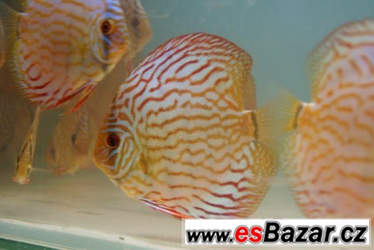 Discus - red tyrkys-mladí terčovci - levně