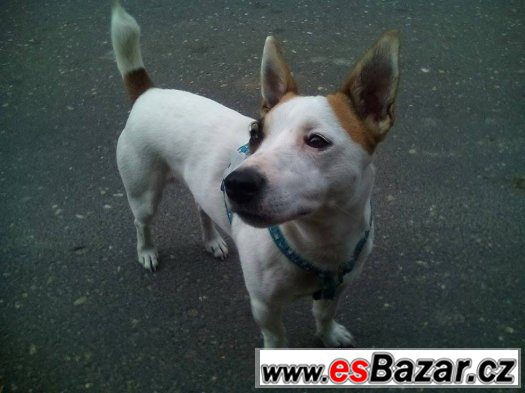 Jack Russel Terrier