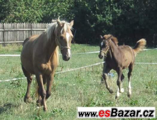 Welsh cob, velšský kob