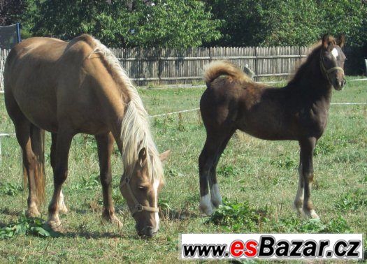 Welsh cob, velšský kob