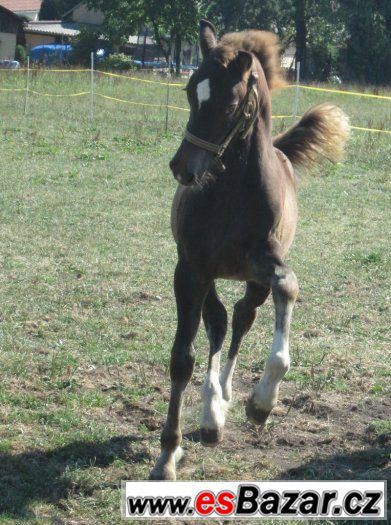 Welsh cob, velšský kob