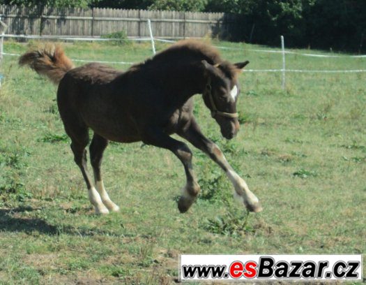 Welsh cob, velšský kob