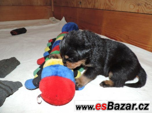 Rottweiler s PP (FCI)