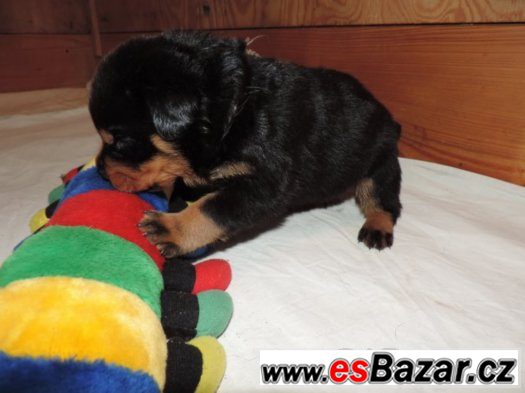 Rottweiler s PP (FCI)