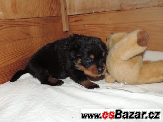 Rottweiler s PP (FCI)