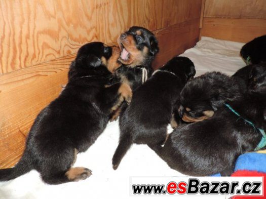 Rottweiler s PP (FCI)