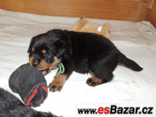 Rottweiler s PP (FCI)