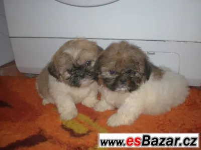 Shih-tzu