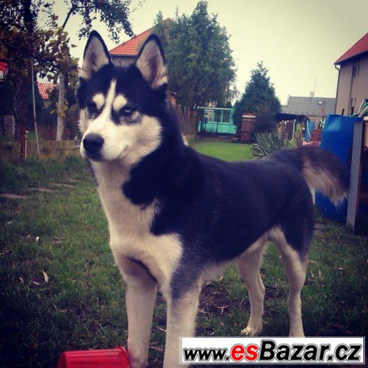 Sibiřský husky