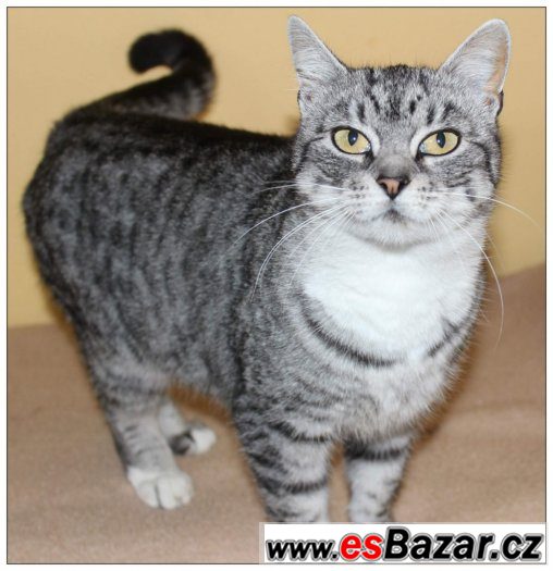 Mohutná stříbrná kočička - kříženka britky