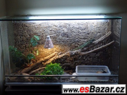 terarium s Agamou