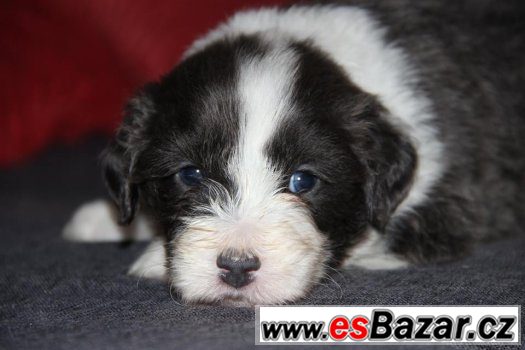 Bearded collie / kolie s PP