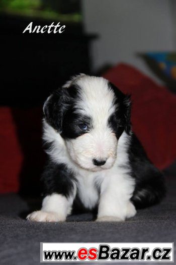 Bearded collie / kolie s PP